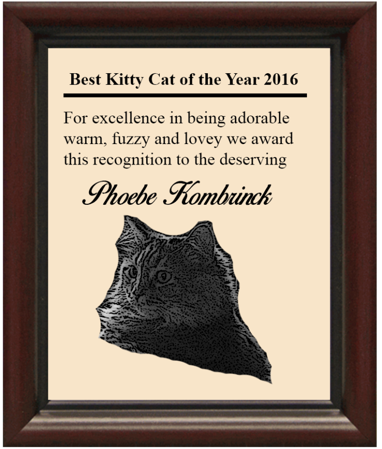 Best Kitty Cat 2016